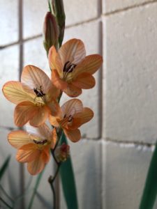 この花の正式名称教えてください