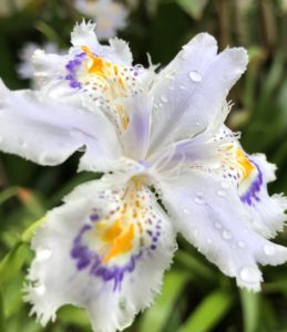 竹藪に咲く花！”シャガ”別名”胡蝶花”