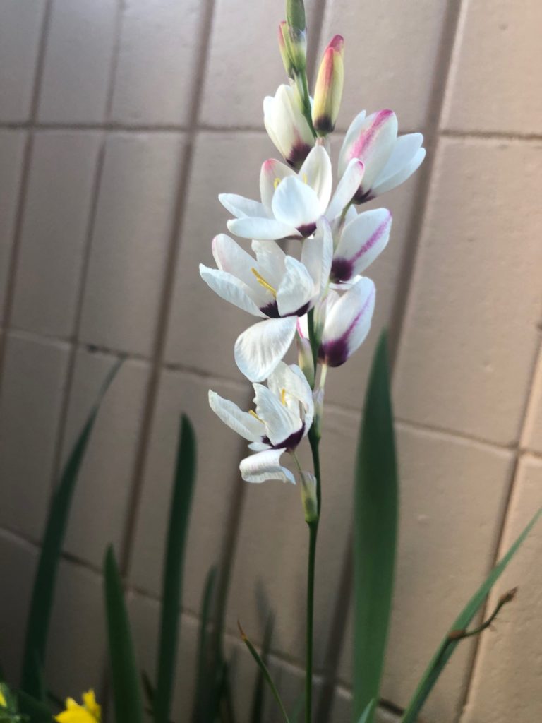 やっぱり可愛い！白いのトリトニア