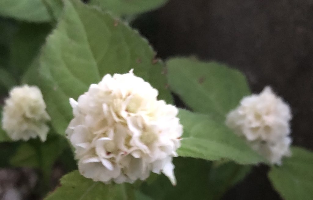 小さな花がかわいい！やまあじさい　’うるは’