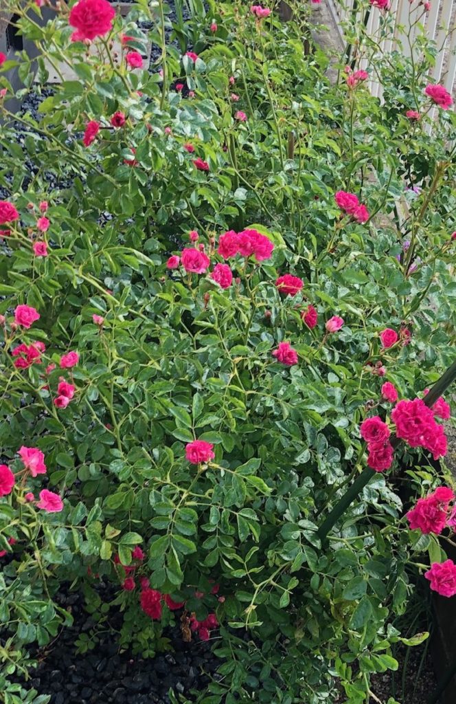 薔薇‘エクセルサ’今年は失敗です