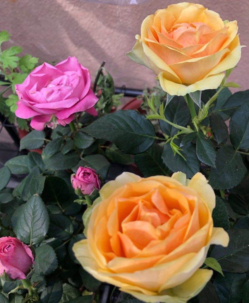 可愛い色の　Infinity Rose　