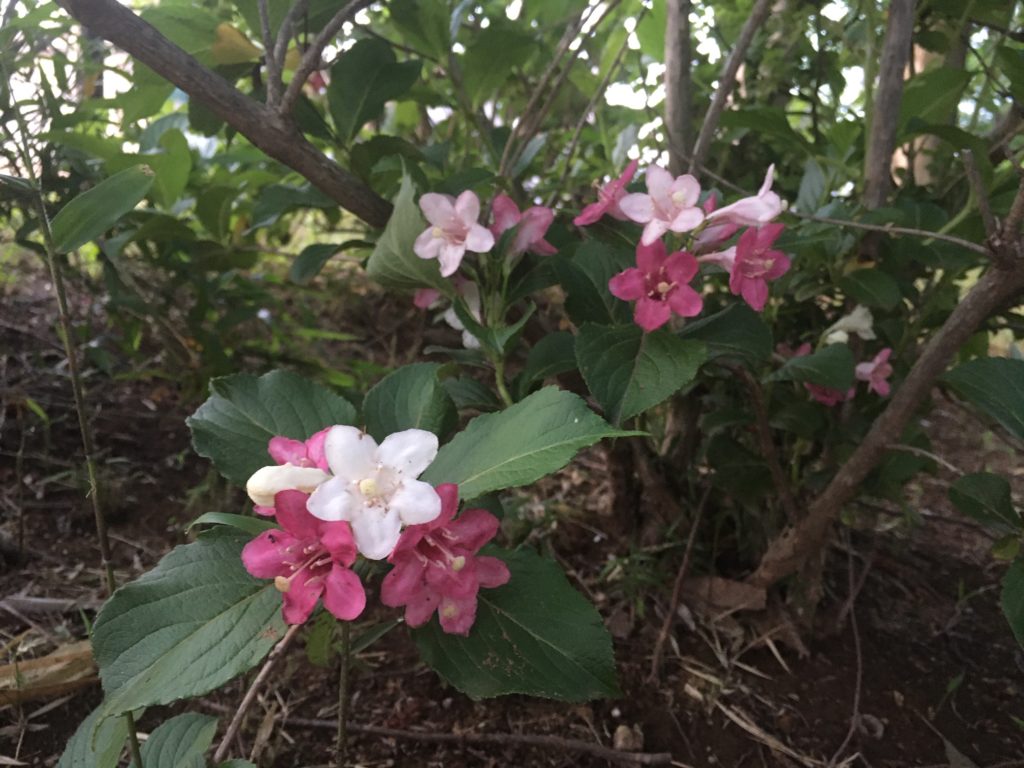 オオベニウツギ？　〜公園のお花〜