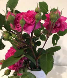 香がうれしい！濃いピンクの薔薇