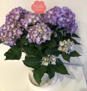 長女から届きました！淡い色の紫陽花”アデュラ”