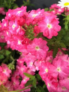 庭に咲く花パート2！花てまり