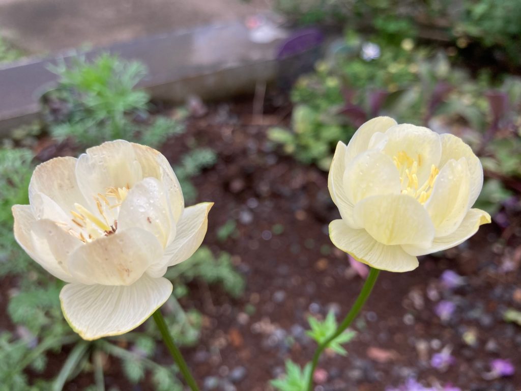 小さなお花トロリウス「ニュームーン」