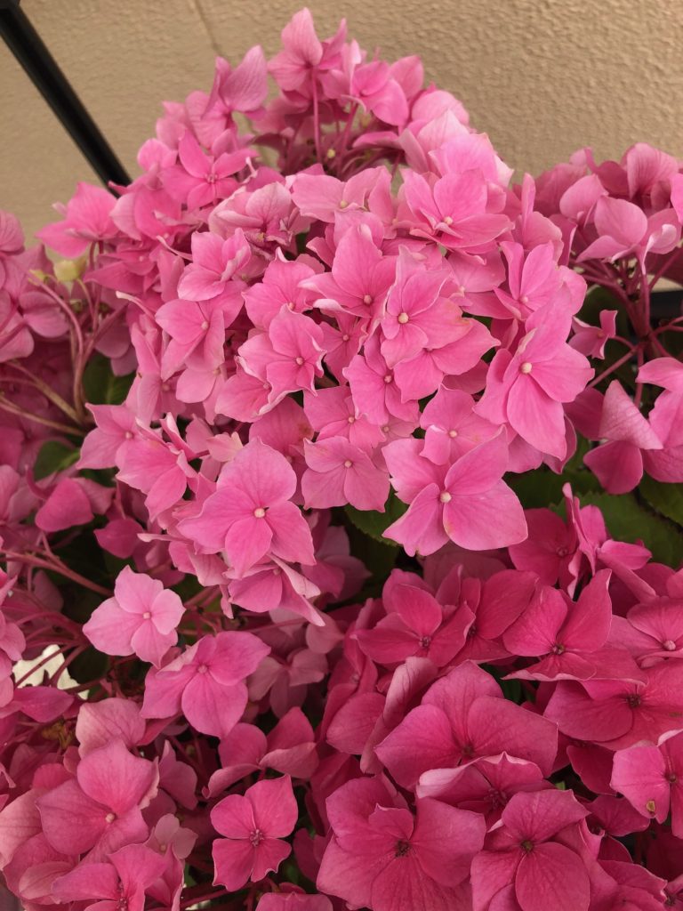 満開のピンクの紫陽花　