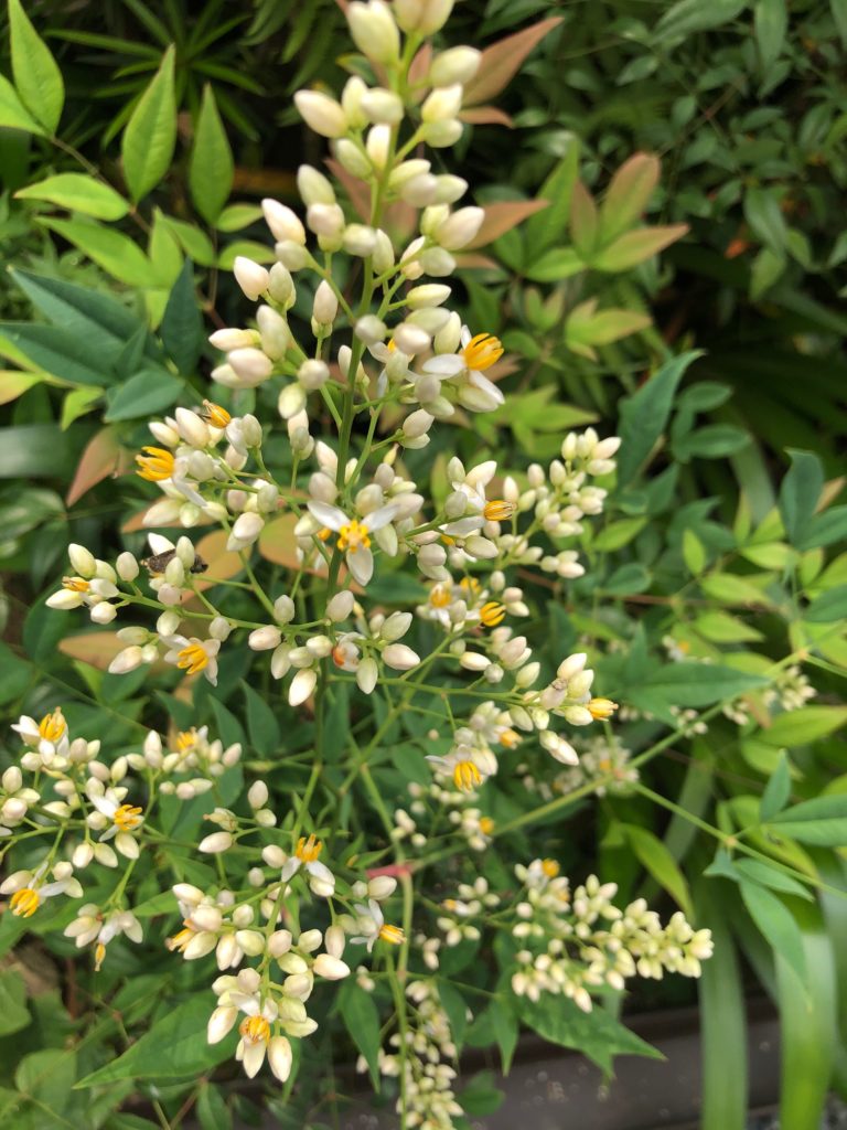 意外と可愛い南天の花