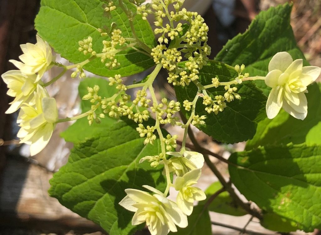 八重咲きアナベルか？銀河の花火か？