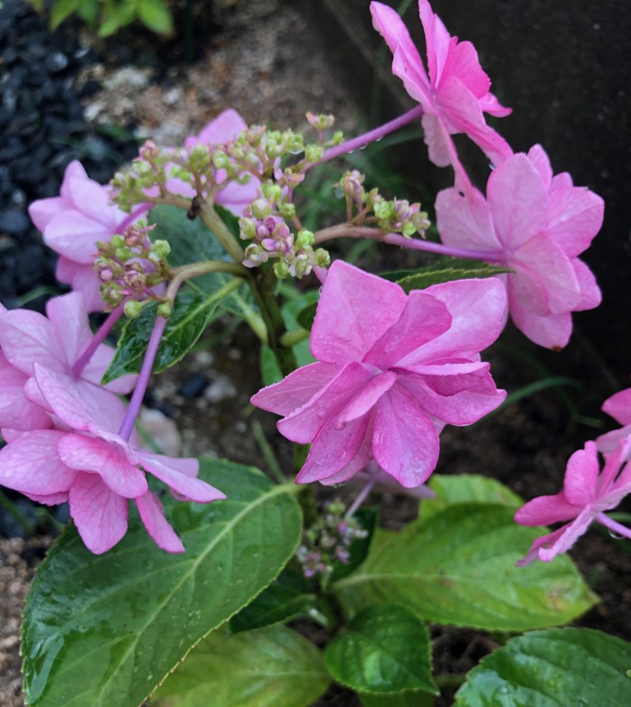 紫陽花の季節真盛り！ピンクのガクアジサイ