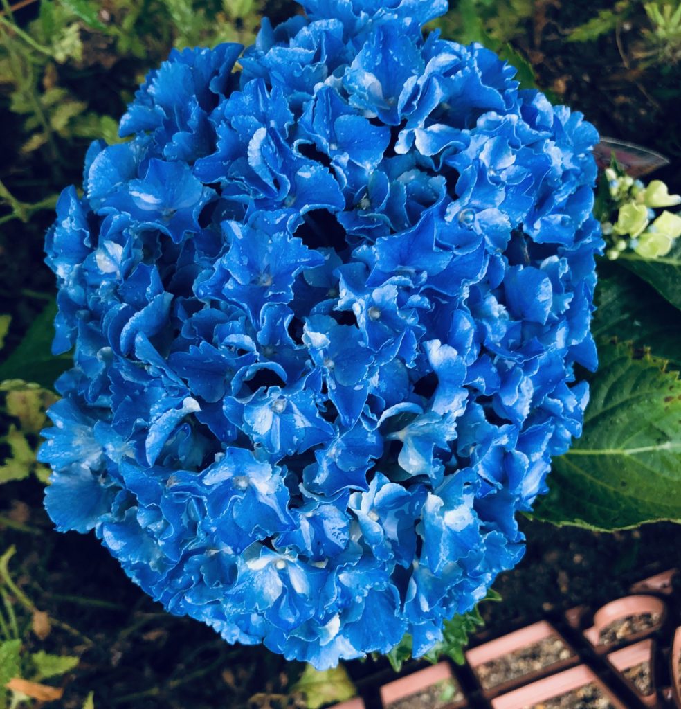 変わった色の紫陽花なので買ってみた