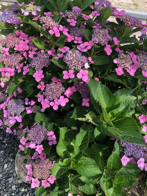 満開の額紫陽花は、色が濃い！