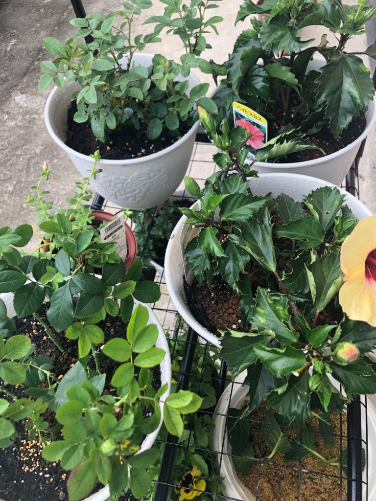 ハイビスカス、ミニバラの植え替え