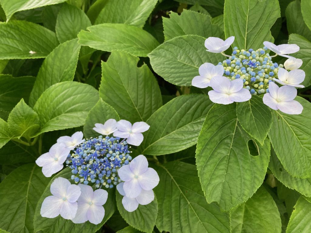 薄紫色のガクアジサイ　〜公園のお花〜
