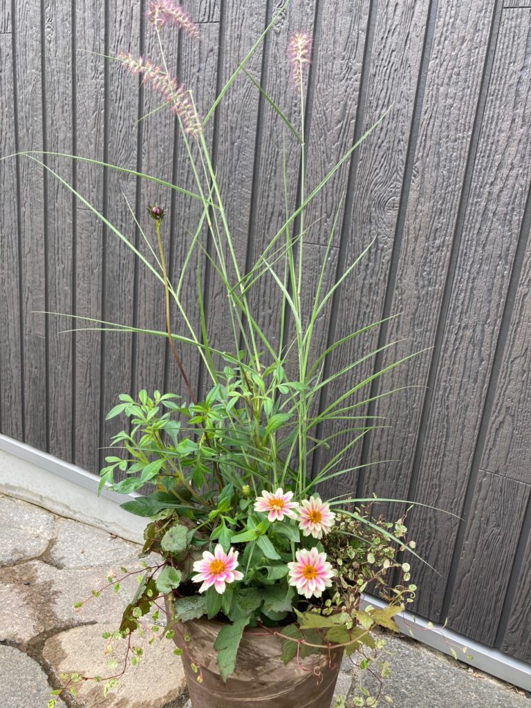 バイカラーのジニアの寄せ植え