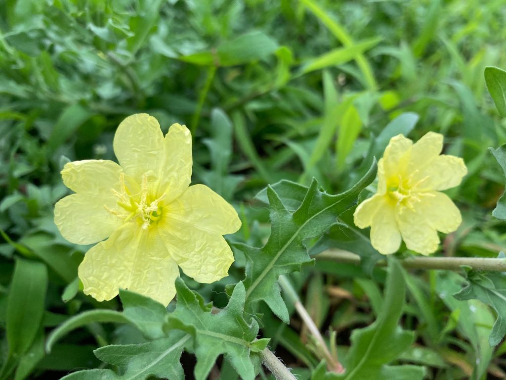 コマツヨイグサ　〜道端の花〜