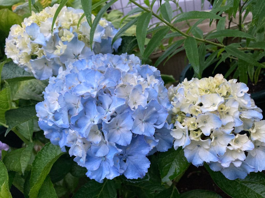 水色のアジサイ「レオン」