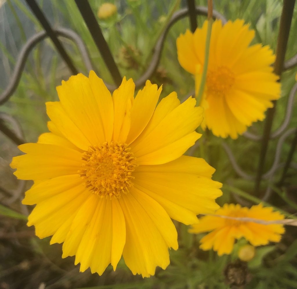 道端の花！外来種オオキンケイギク