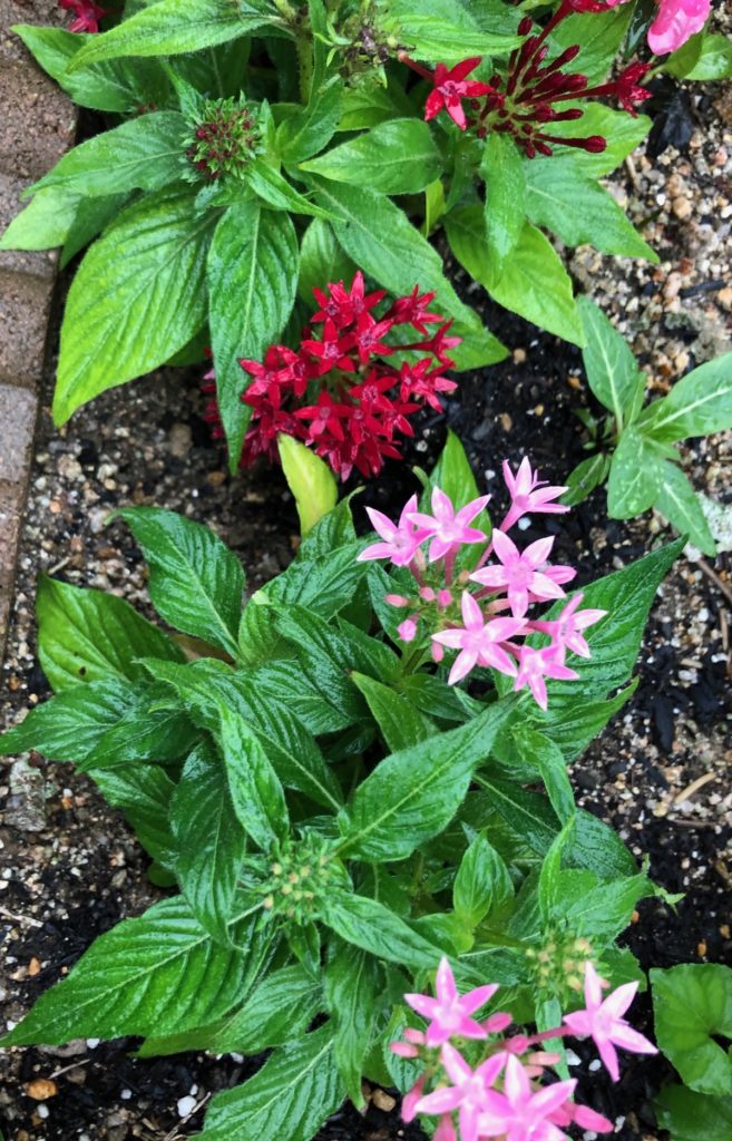 星形の花びらが可愛いペンタス