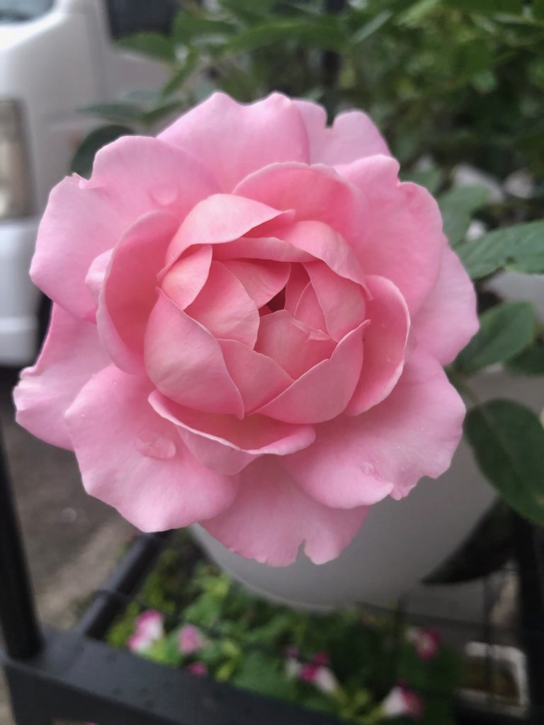 2度目の開花！ピンクのインフィニティーローズ