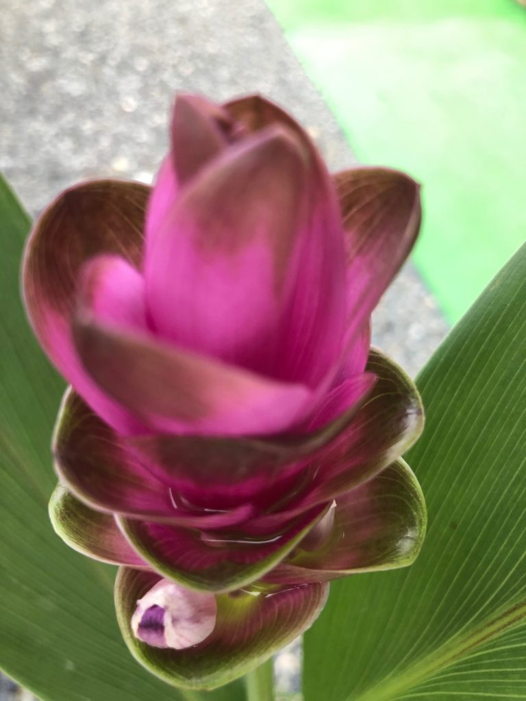 クルクマ　アジアンパープル