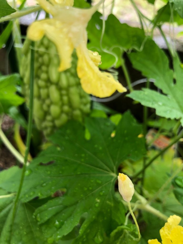 4種類も植えたのに！成長中のゴーヤはこれだけ