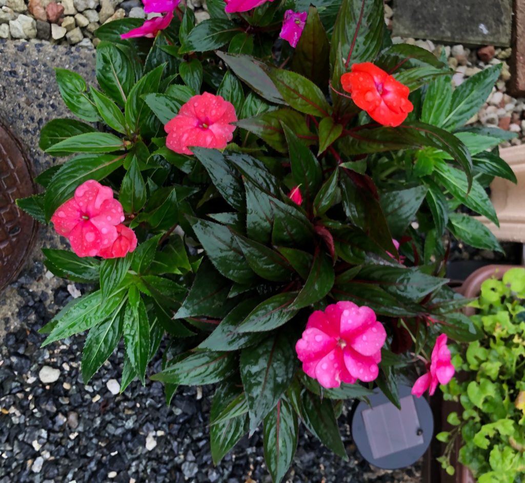 ニューギニアインパチェンスの寄せ植え