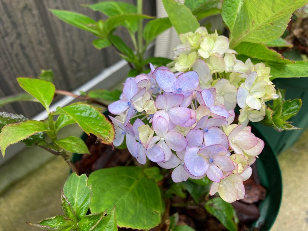 山紫陽花「倉木てまり」