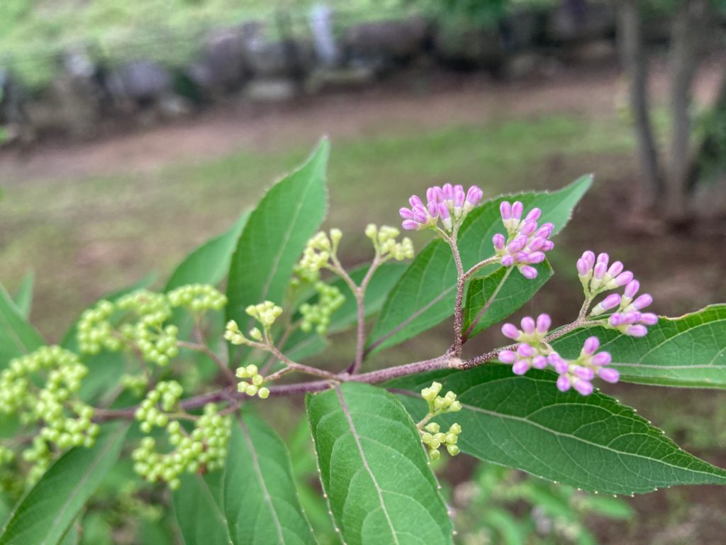 ムラサキシキブ　〜公園のお花〜