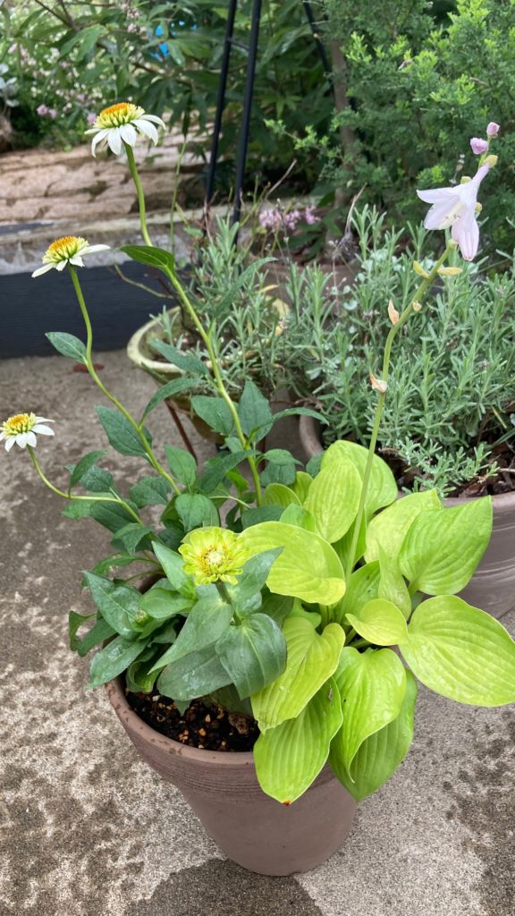ホワイトグリーン系の寄せ植え