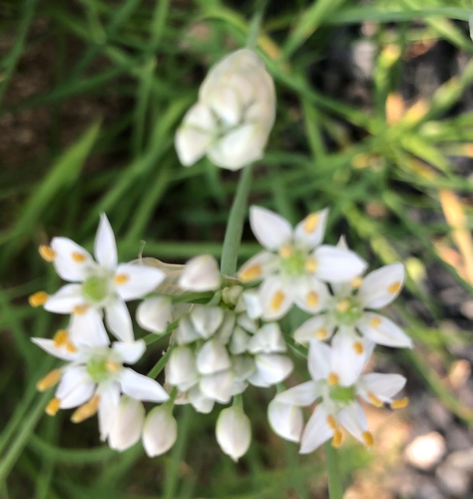 思いがけず可愛いニラの花