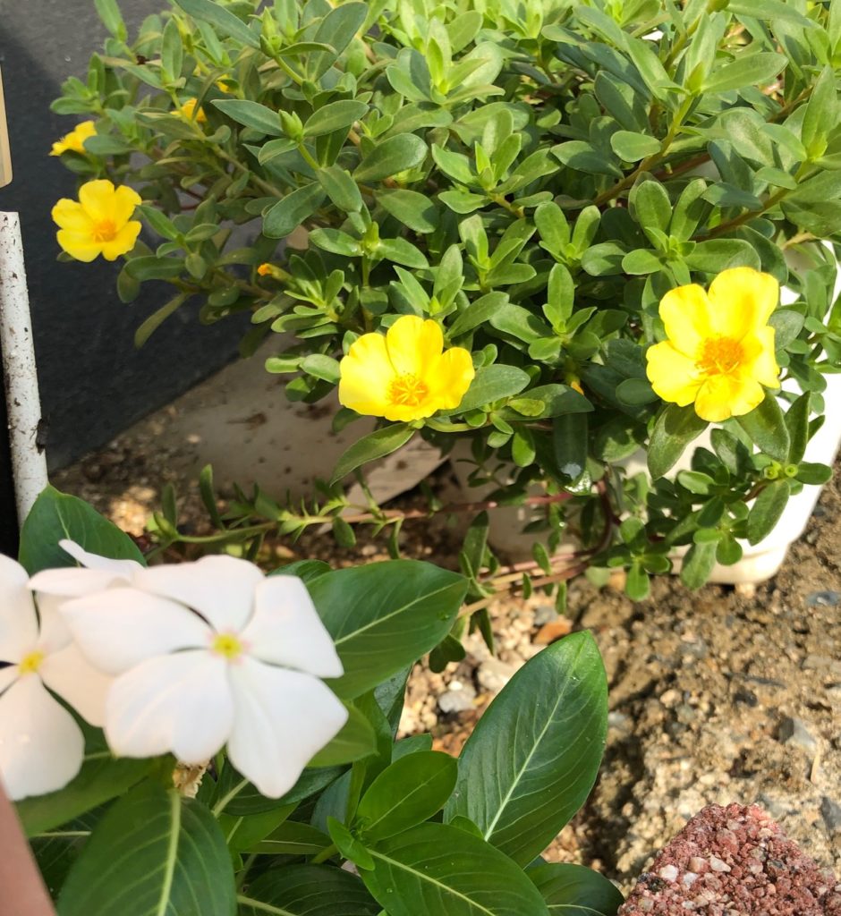 黄色いポーチュラカもかわいいでしょう！