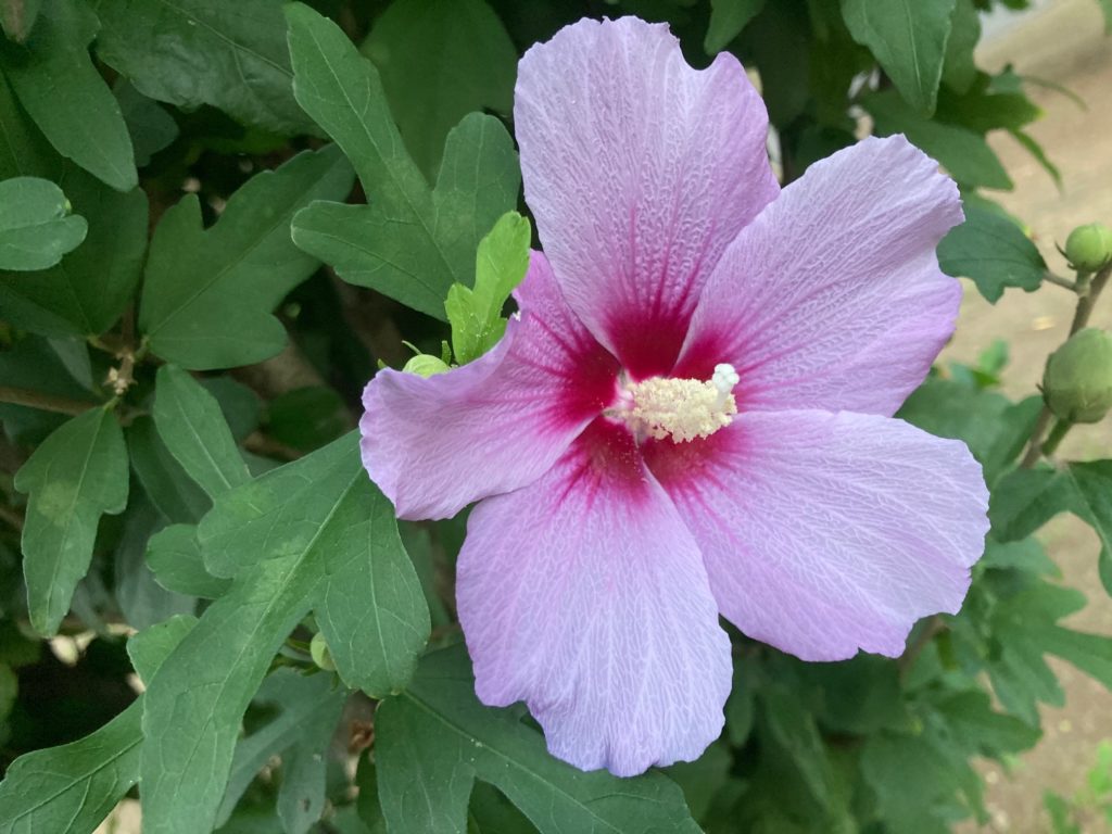 ムクゲ　〜公園のお花〜