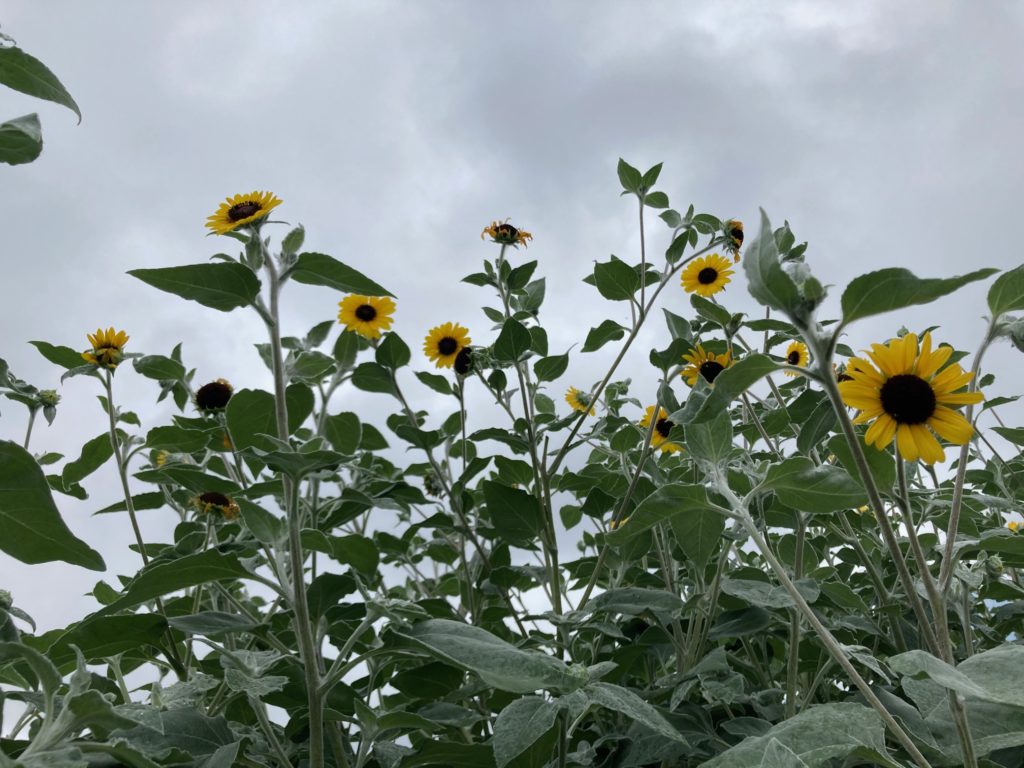 天高く咲く花「ひまわり」〜道端のお花〜