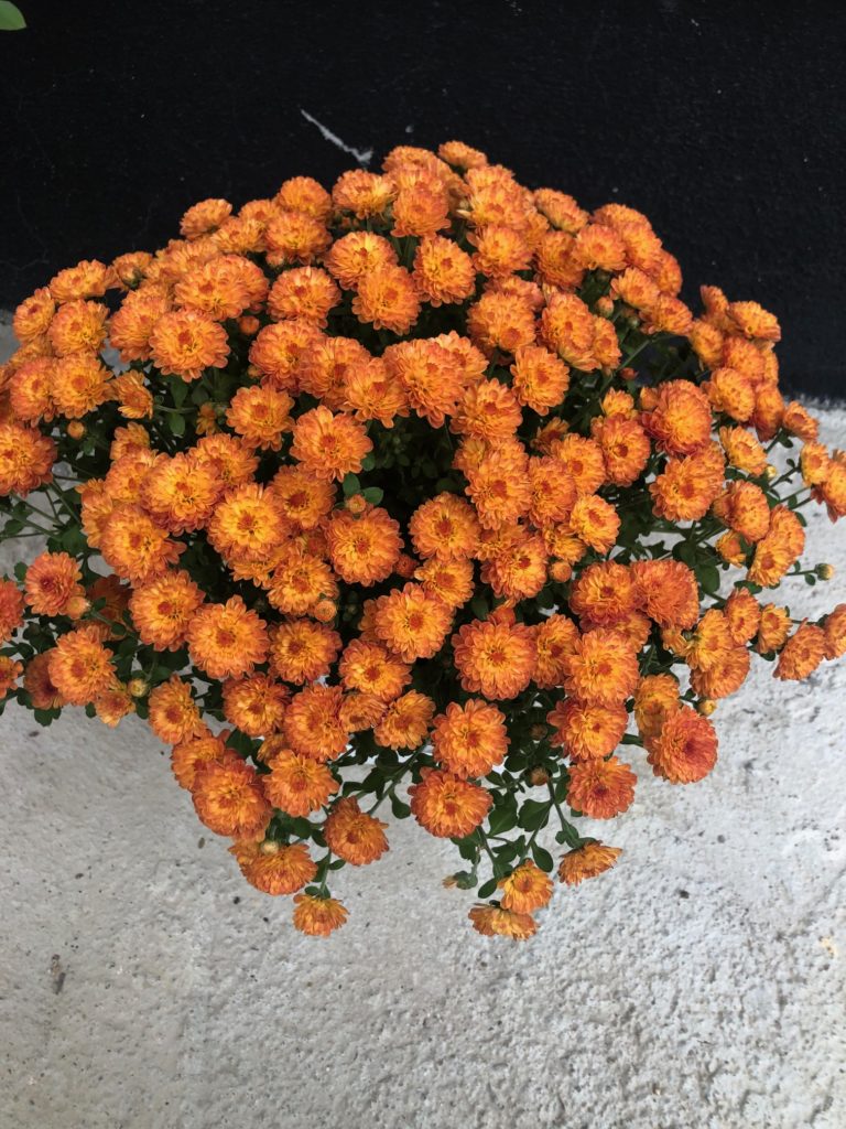 小菊
