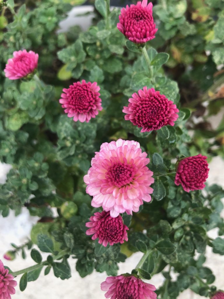 秋はやっぱり菊