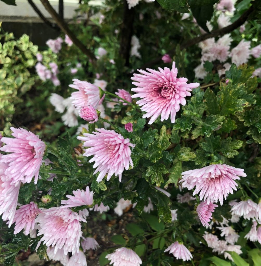 食用菊　