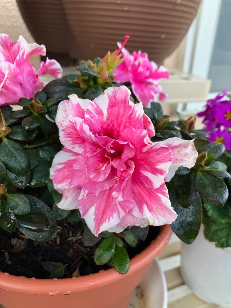 小さな植え木に華やかに咲き誇るアザレア