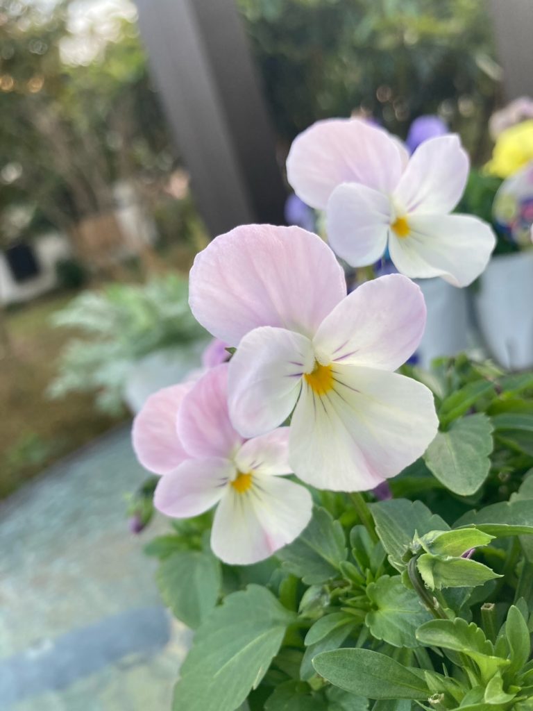 淡いピンク色のビオラ「春るるる」
