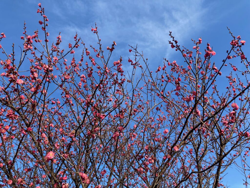ピンク色の八重の梅　〜公園のお花〜