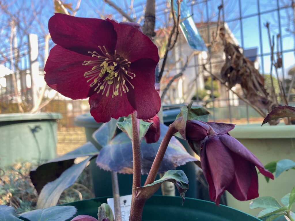 クリスマスローズ「氷の薔薇レッド」